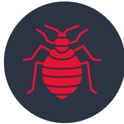 Bed Bugs