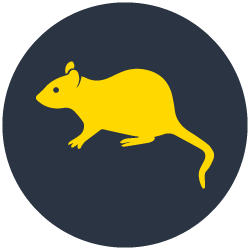 Rodents